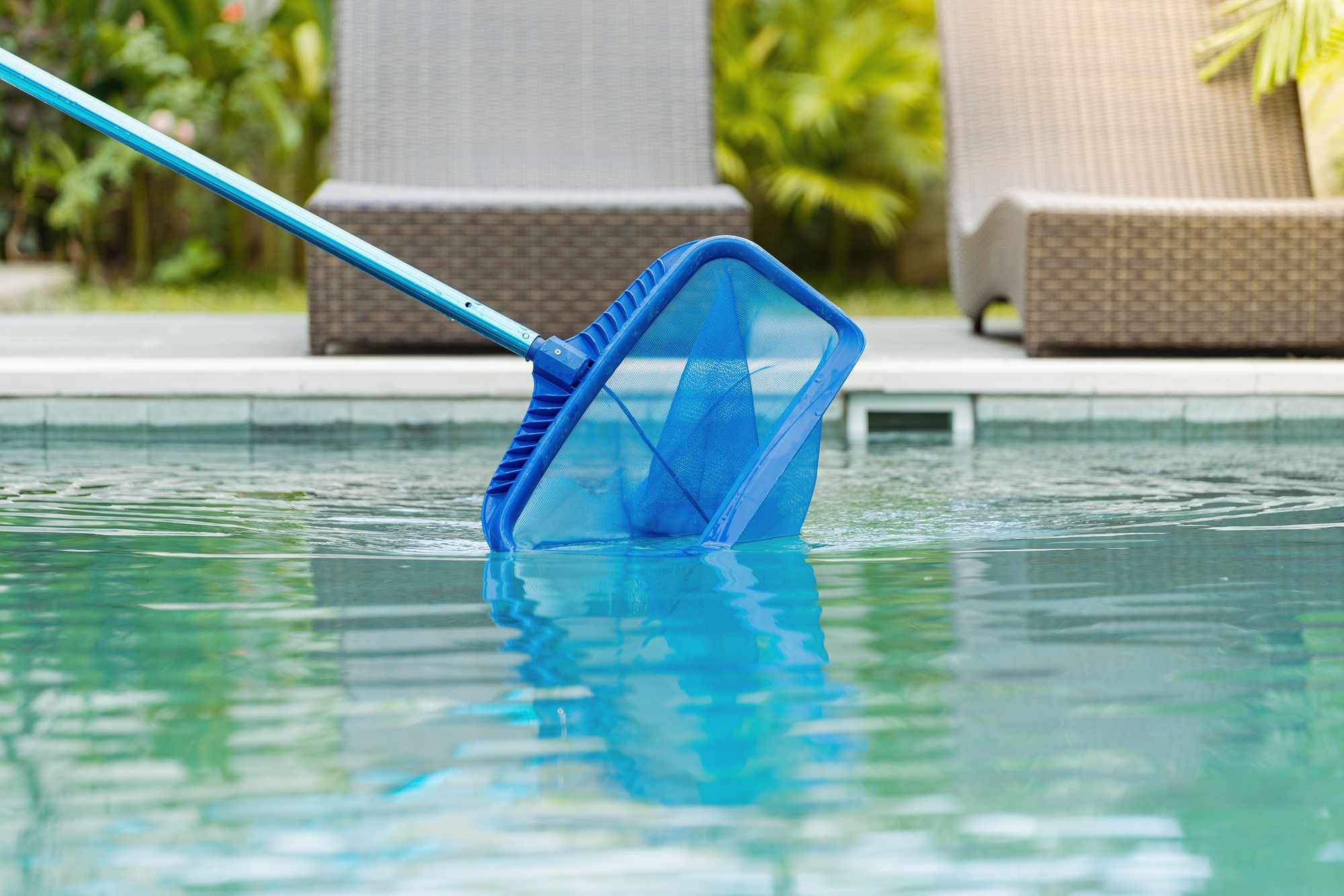 A pool cleaning net at the end of a blue pole skimming the surface of a swimming pool
